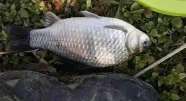 冬天串钩钓鲫鱼用什么钩最好,串钩冬天钓大鲤鱼