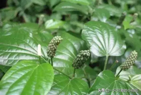 农村常见的蛤蒌叶（假蒌叶），是广东炒田螺必备调料，香味独特