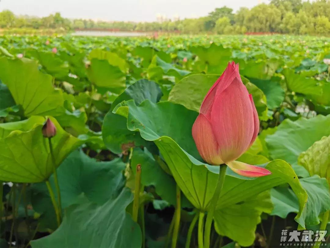 武汉科技大学的机械学院,武汉科技大学医学院和临床学院