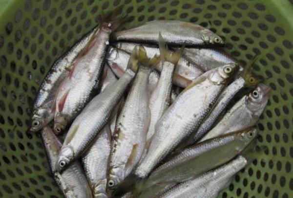 最畅销的淡水鱼排行榜,实惠口感不错的淡水鱼