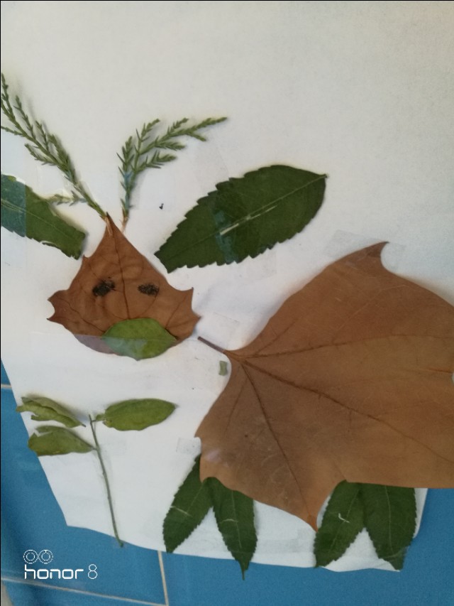 [秋叶之赋]秋日落叶漫漫，落叶归根，然而落叶有顽强的生命力