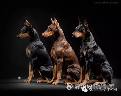 拳师犬对比杜宾犬,杜宾犬和拳师犬哪个好