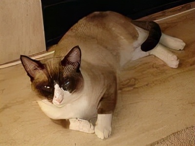 长着胡子的猫咪什么品种,有胡子的猫咪是哪种猫