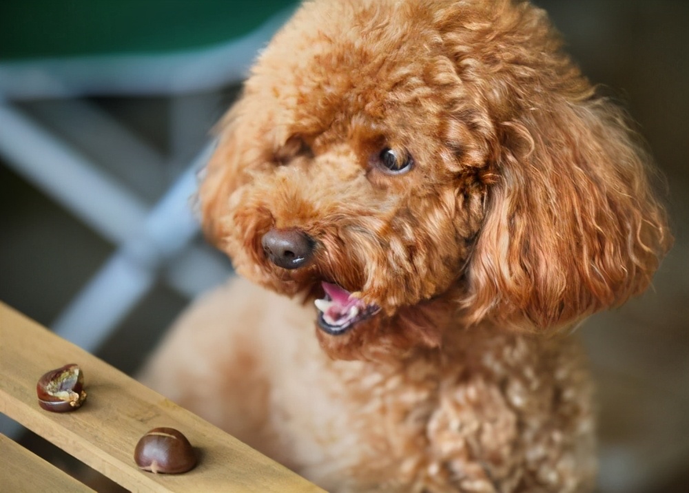 柴犬肠胃不好吃什么狗粮,狗肠胃不好吃什么牌子的狗粮好
