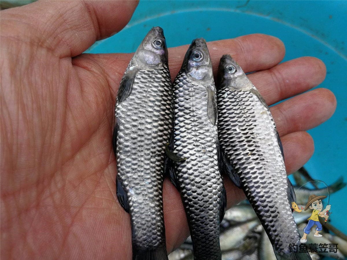 怎么判断鱼儿是否进窝,忽略了这几个细节有鱼也不会进窝