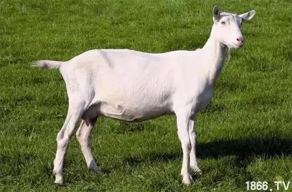 最厉害的10种羊,最好的种羊是什么品种呢
