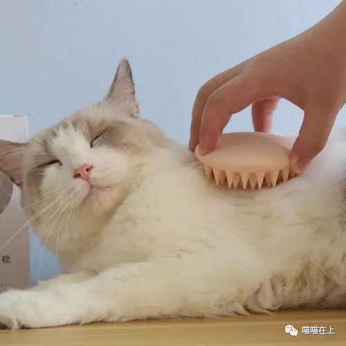 猫身上有跳蚤洗澡用什么能洗掉,猫的跳蚤弄到了人身上该怎么办