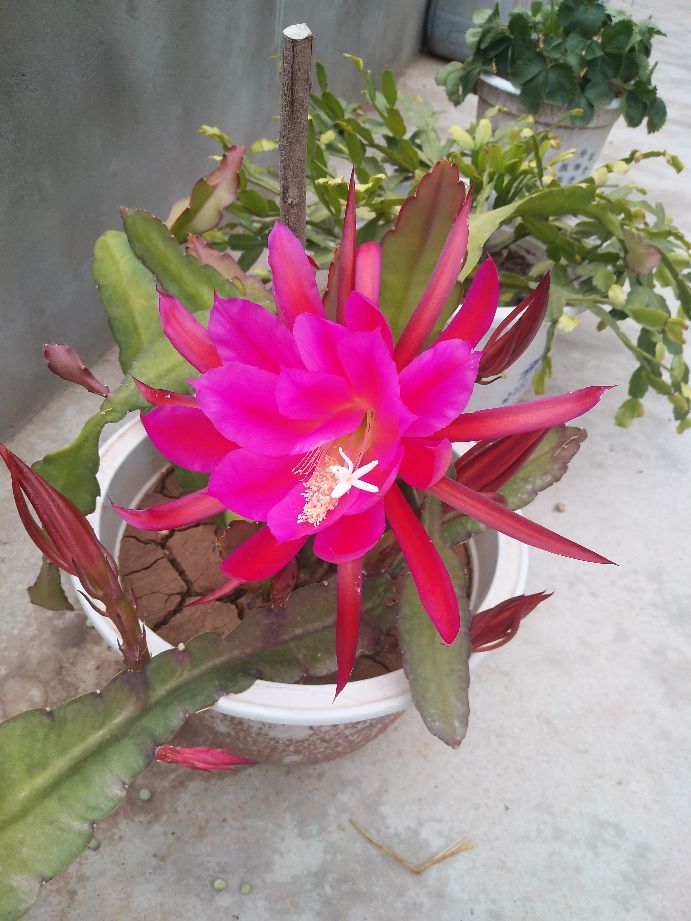 征服男人的终极必杀技,怎样征服男人的法宝