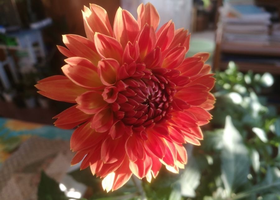 养大丽花的风水禁忌图片,养大丽花要多大的盆