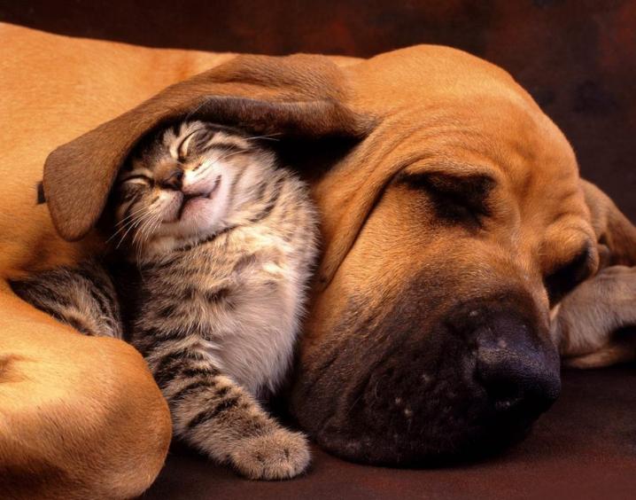 怎样消除猫咪对狗狗的恐惧呢,怎么平衡猫咪和狗狗的关系