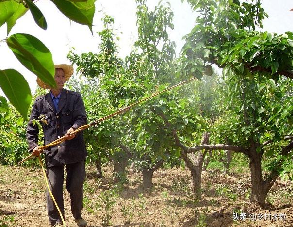 这一圈一圈酷似年轮又像同心圆的病害，到底是什么，该怎么防治？