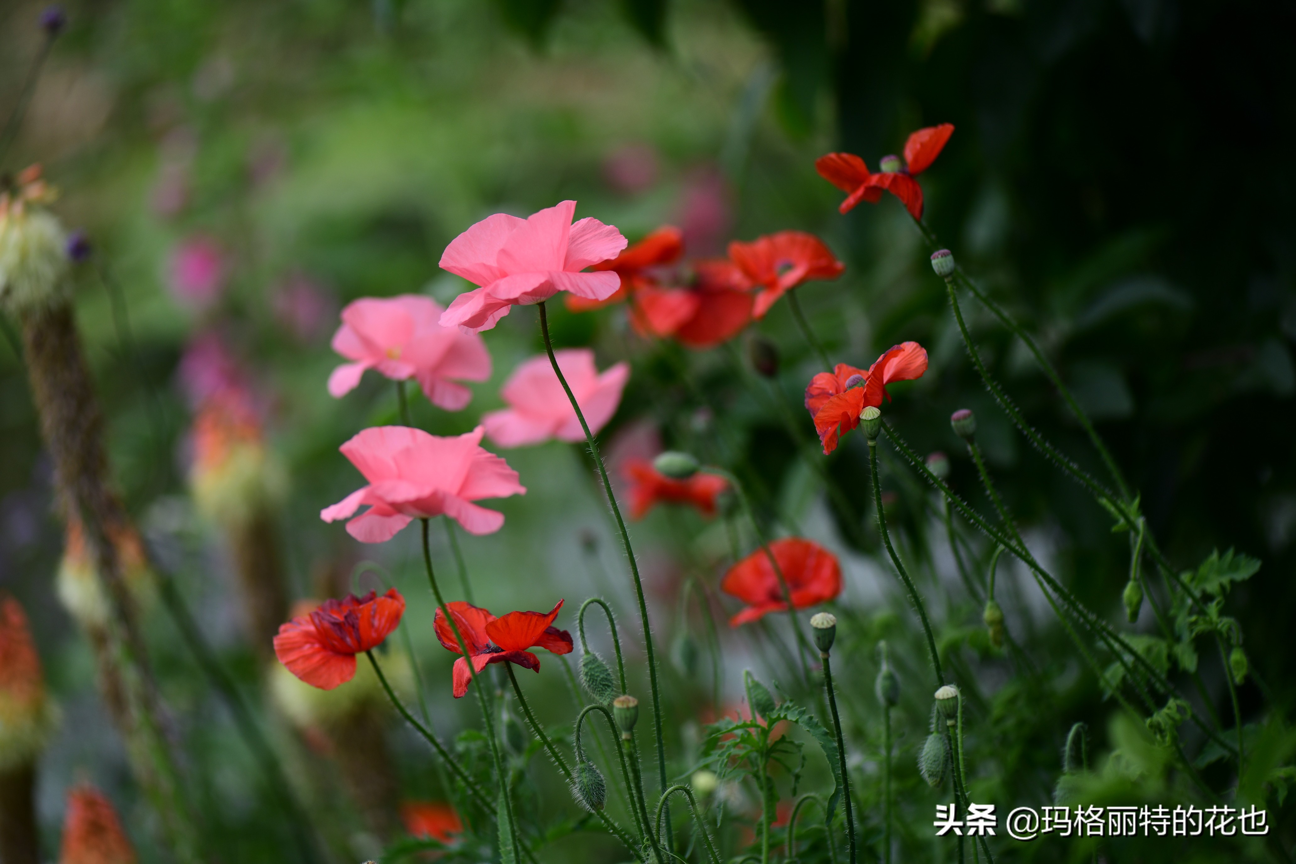 徒长花草怎样处理,徒长的树木怎么处理