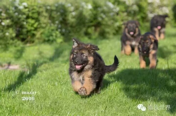德国牧羊犬图片霸气大全集,德国牧羊犬图片精品