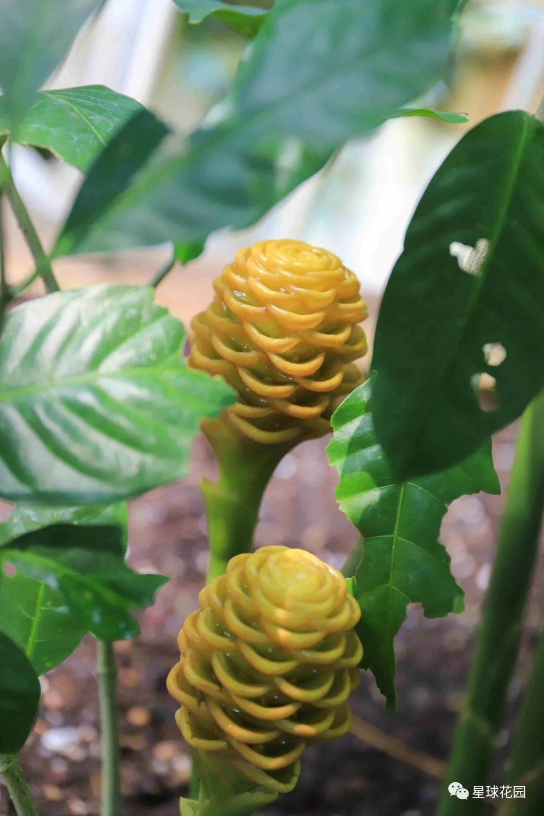 二木带你游花园|邱园（kewgarden）离我们到底有多远？