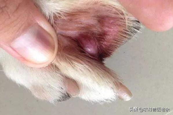 宠物猫狗皮肤病瘙痒寝食难安，主人难受着急，诊断准确才是关键！