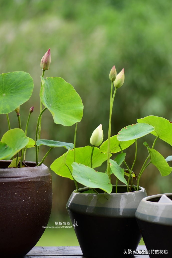 碗莲种子种植步骤及注意事项,碗莲种植方法超简单的快来看看吧