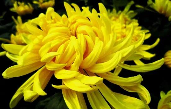 菊花种子栽培和繁殖方法,菊花可以用茎和种子繁殖吗