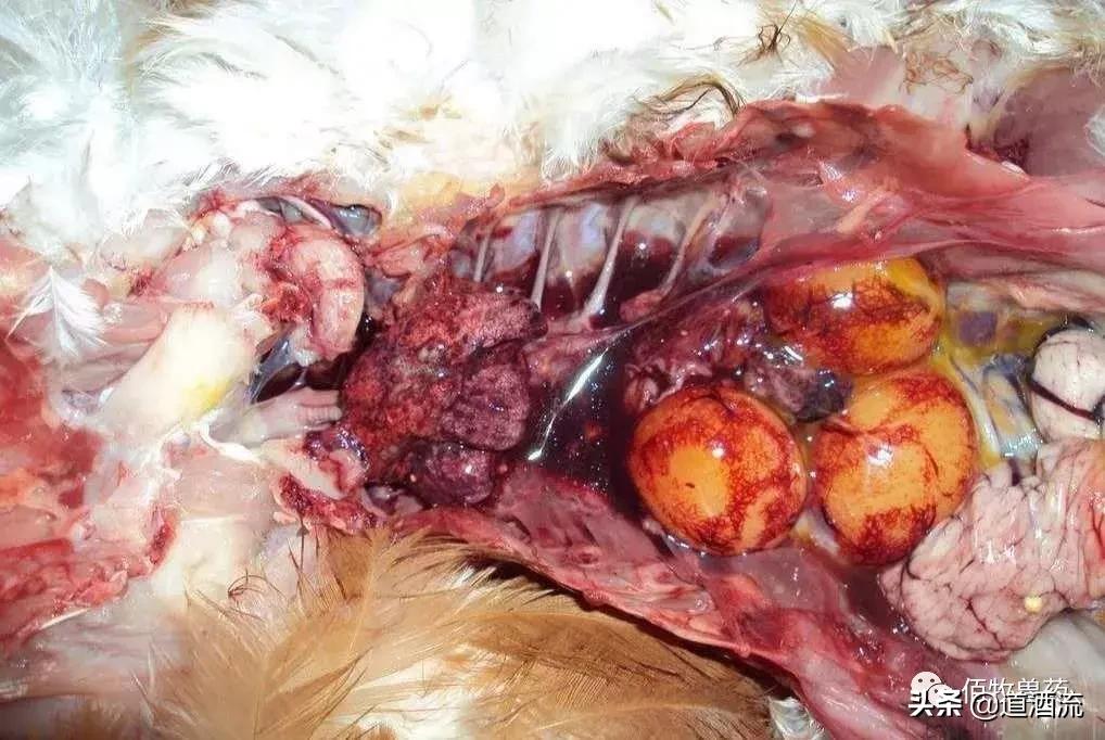 鸡中暑的症状及治疗方法视频,蛋鸡中暑用什么药恢复产蛋率