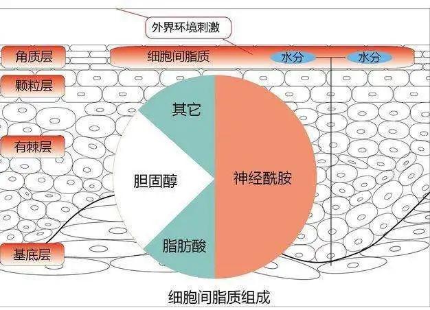 肌肤屏障受损抹什么护肤品都刺痛,皮肤屏障受损修复期间用什么保湿