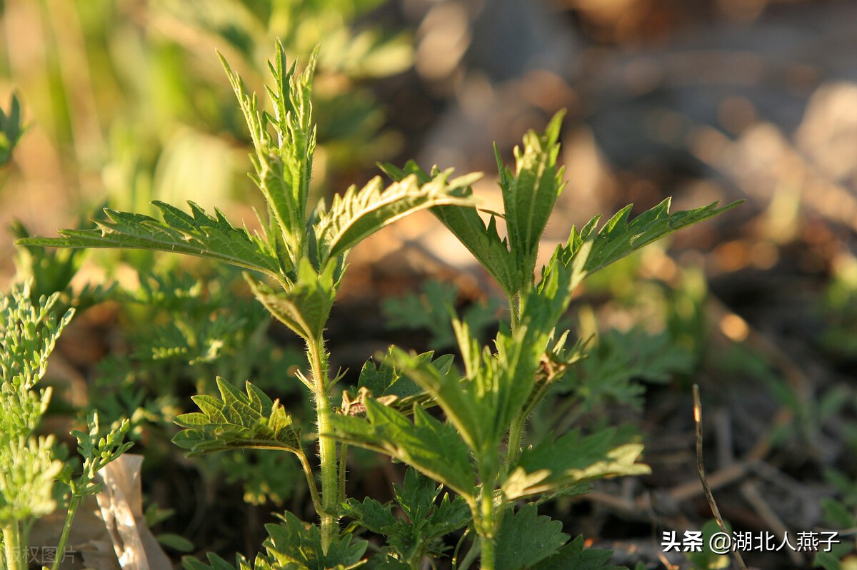 常见野菜的种类和图片大全 (各种野菜大全带图片)