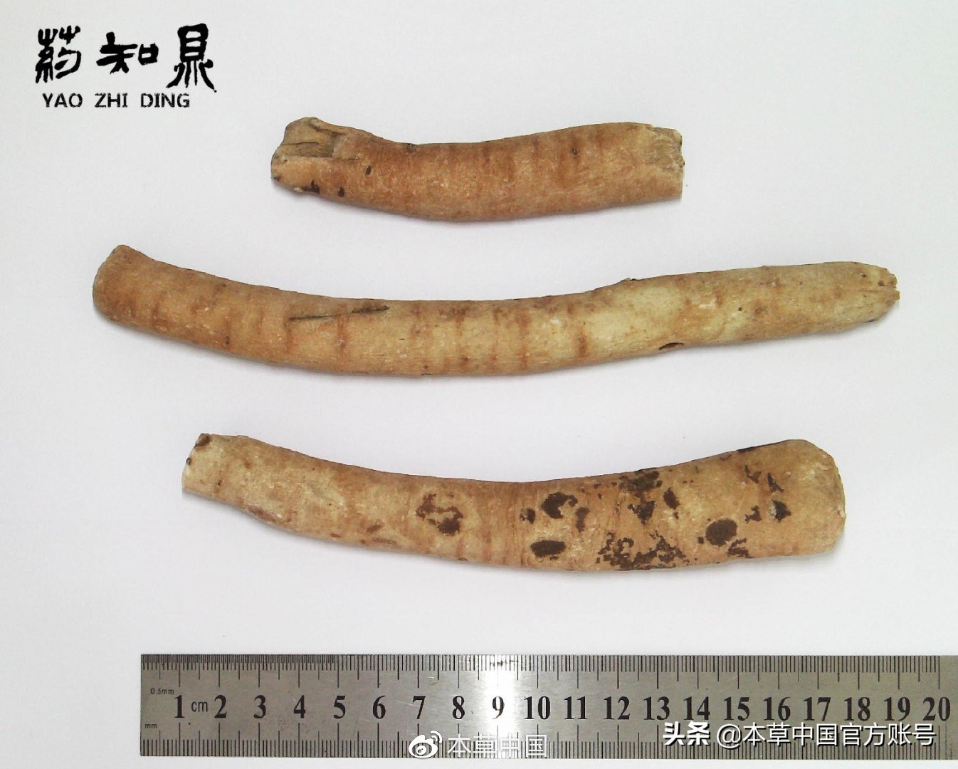 【本草百科·药知鼎——白芍】朵腴花硕，不止于美丽的外表