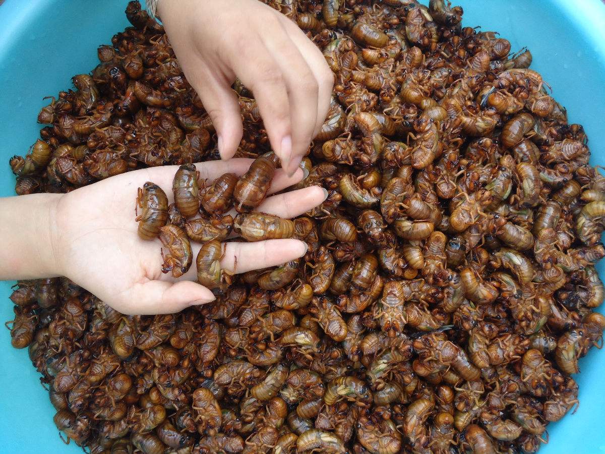 抖音助农人工养殖金蝉,人工养殖金蝉属于禁食吗