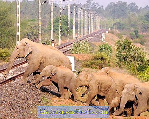 印度烧死大象,印度保护大象