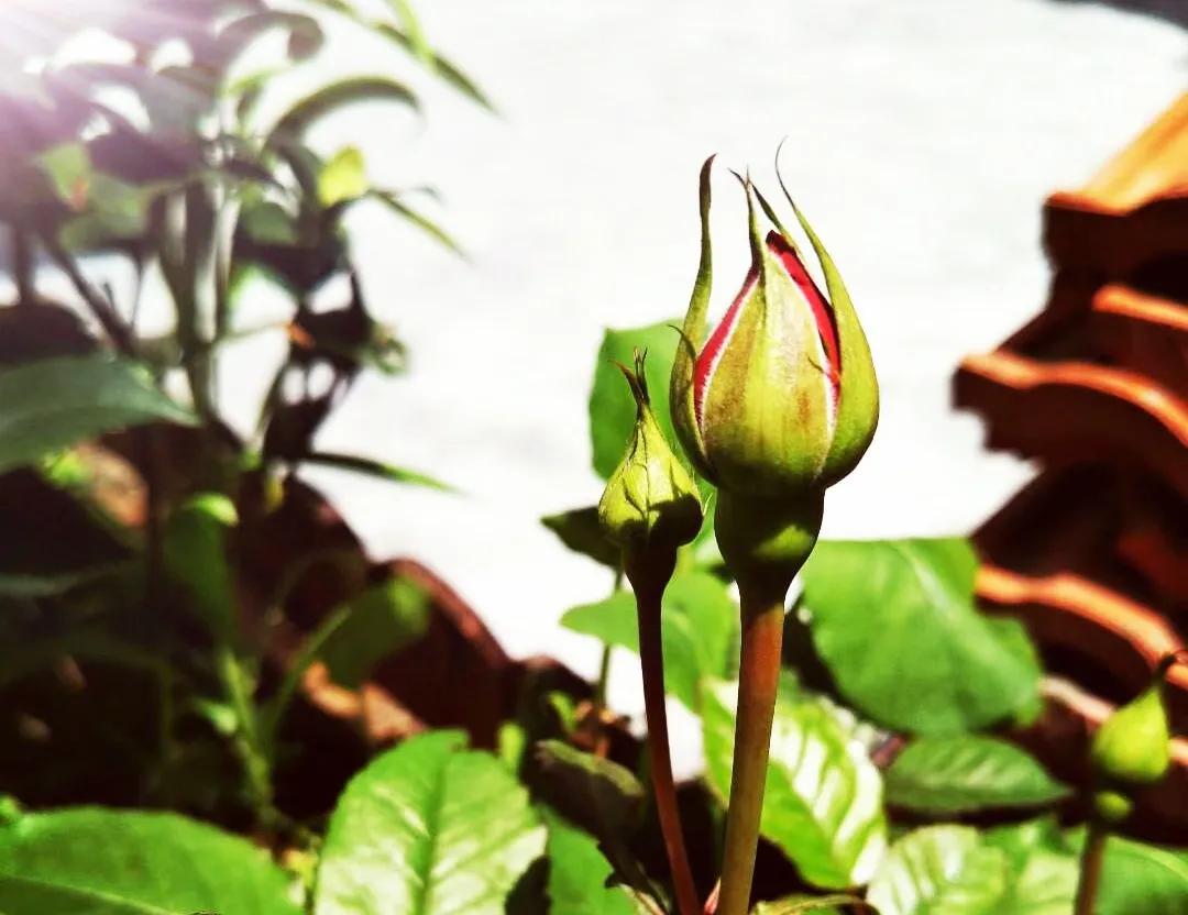 我的美好田园生活,这才是真正的田园生活