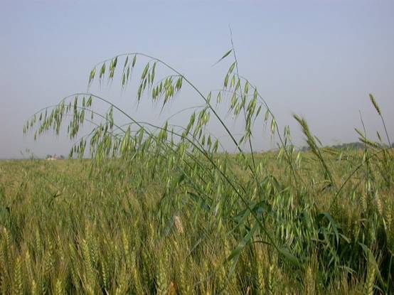 野燕麦，小孩子喜欢拿种子上的麦芒玩