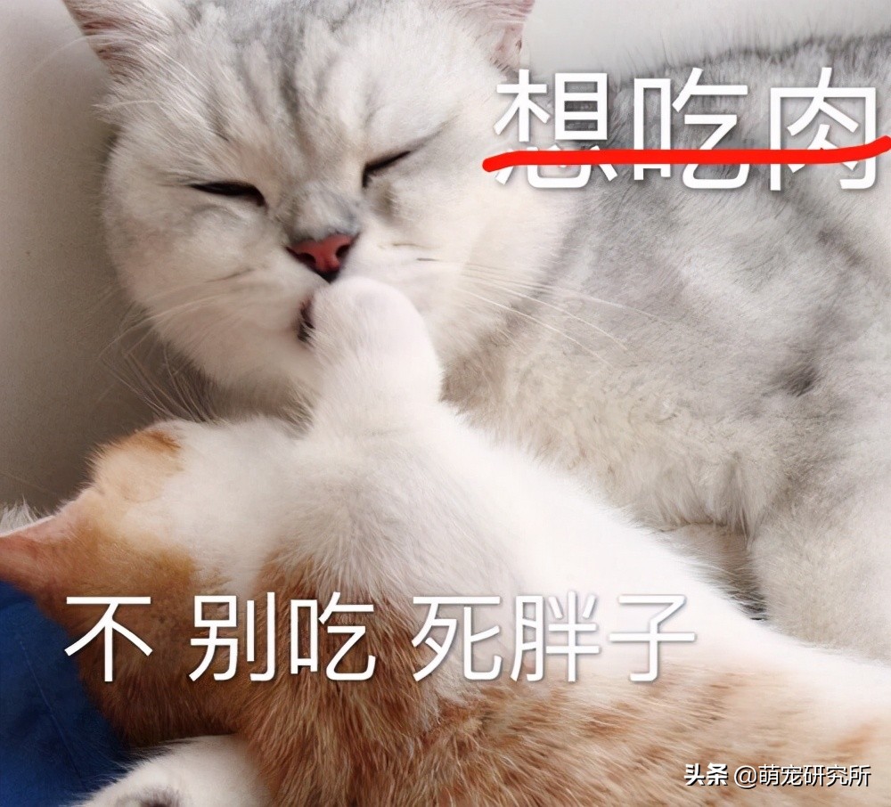 猫为什么爱吃冻干不吃自煮的肉,猫为什么爱吃罐罐不吃猫饭