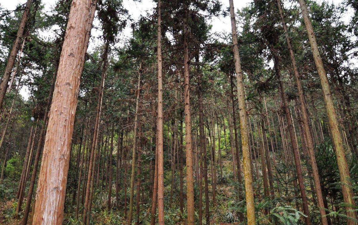 一根2米长10公分的杉木多少钱,一根10cm杉木多少钱