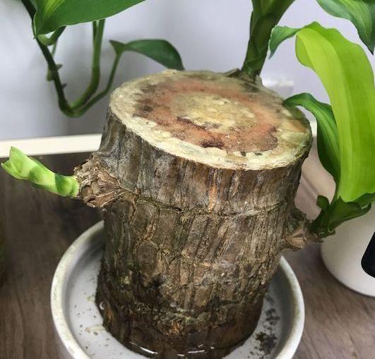 巴西木刚出四五片叶子能修剪吗,巴西木怎样修剪枝条视频教程