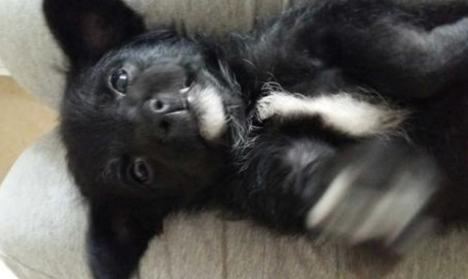 狗狗一下长很多白毛是什么原因,狗狗的毛发有白毛是什么毛病