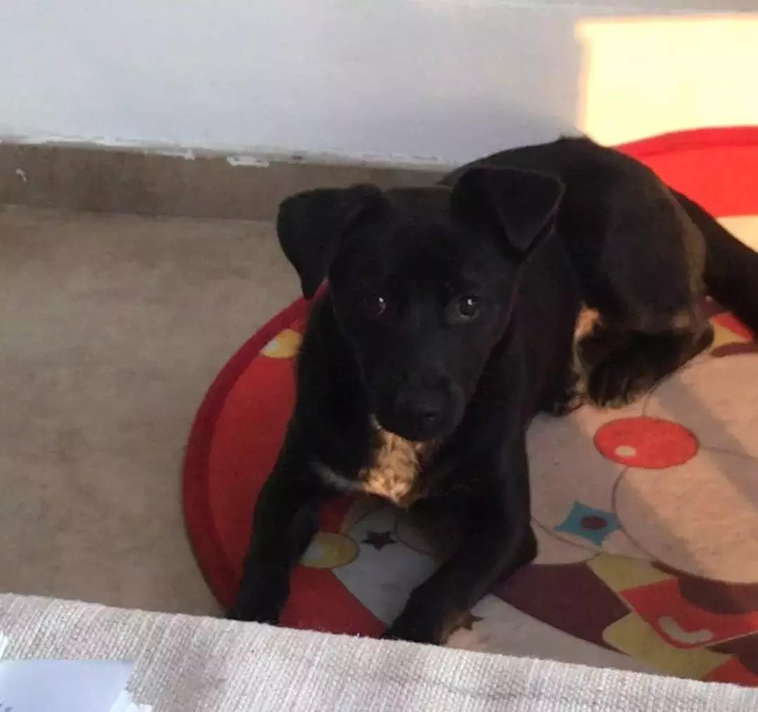 给它们一个家|线上宠物领养日,201903101