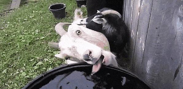 关于灰太狼与喜羊羊的照片漫画版,灰太狼占了喜羊羊多少便宜漫画