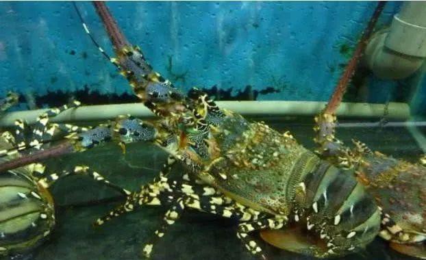 哪种海鲜的味道最鲜美,世界上最鲜美的海鲜