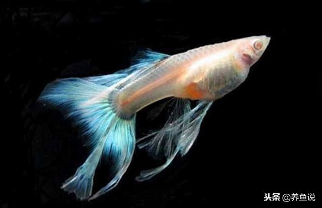 孔雀鱼饲养与预防鱼病,孔雀鱼繁殖时要注意哪些