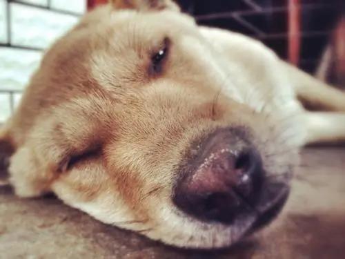 把狗溜累的视频,怎么把狗遛累