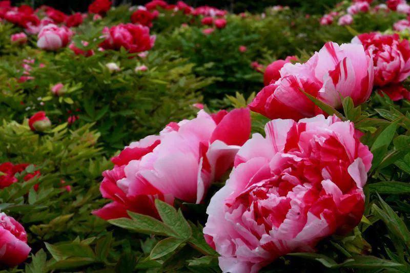 古今贤文牡丹赋,历代牡丹诗赋