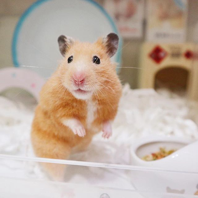 仓鼠中暑没心跳了怎么办,仓鼠怎么防中暑