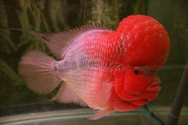 年年端午送粽子，今年增加了一缸观赏鱼，父母乐了