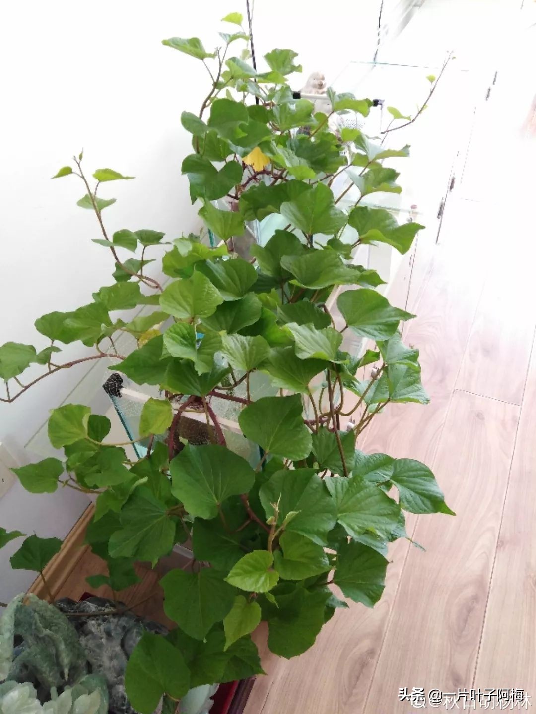 鱼缸不一定只能养鱼，养不活的花丢鱼缸里，沾水立马就疯长