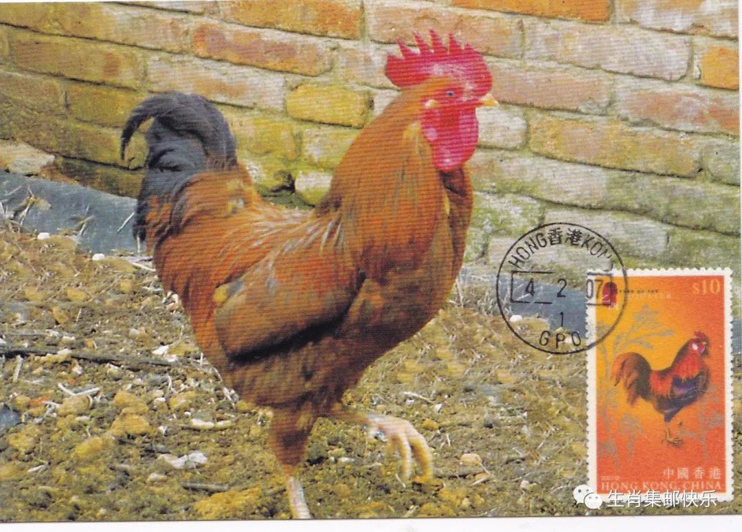 生肖鸡全集,生肖鸡的高光时刻