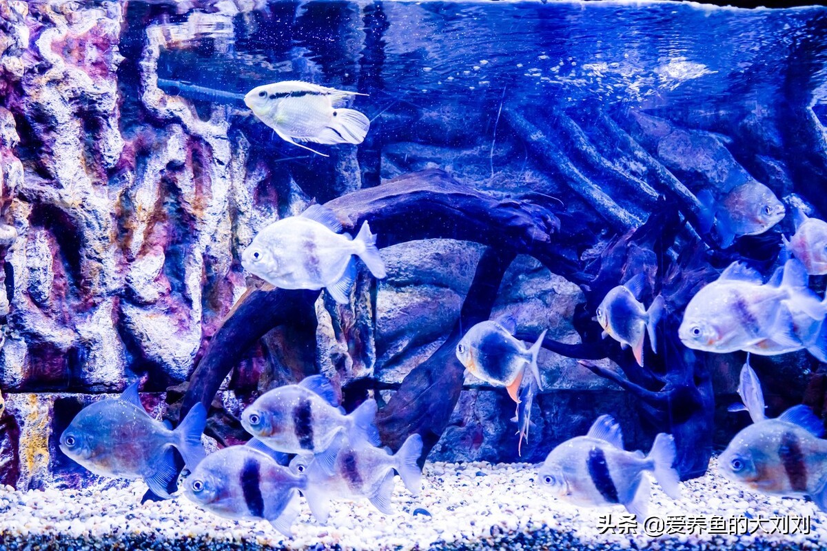 鱼缸选择什么样的鱼缸比较好,家庭养鱼哪种鱼缸最合适