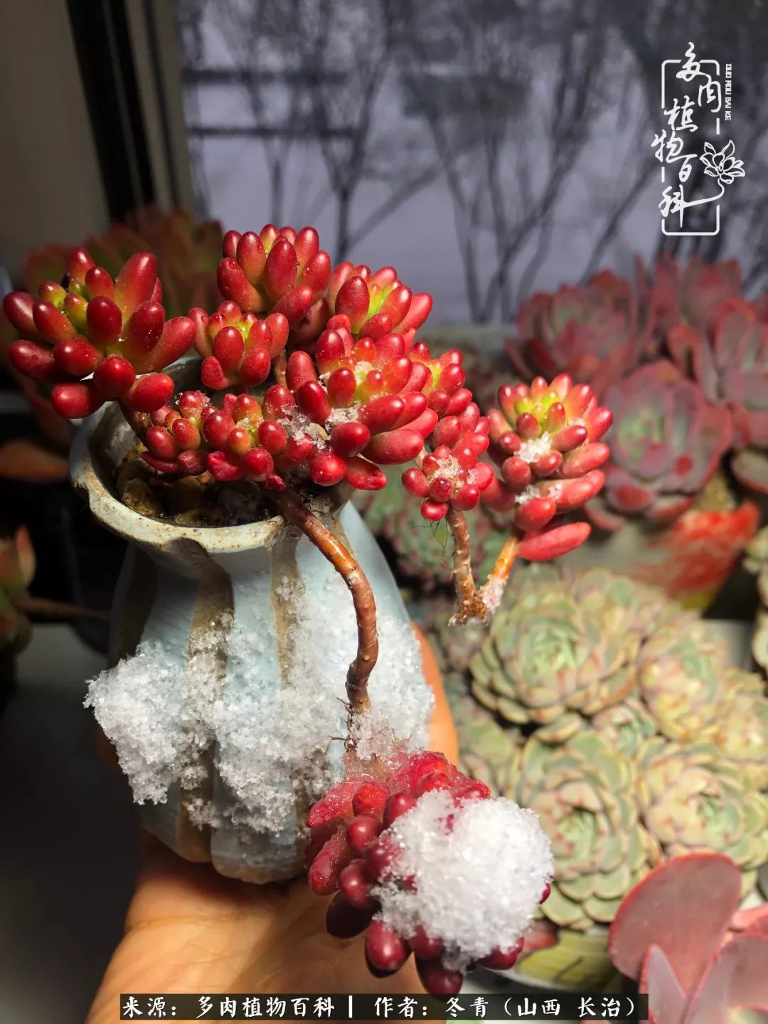 新手养的多肉怎么管理好看,阳台养多肉正确方法