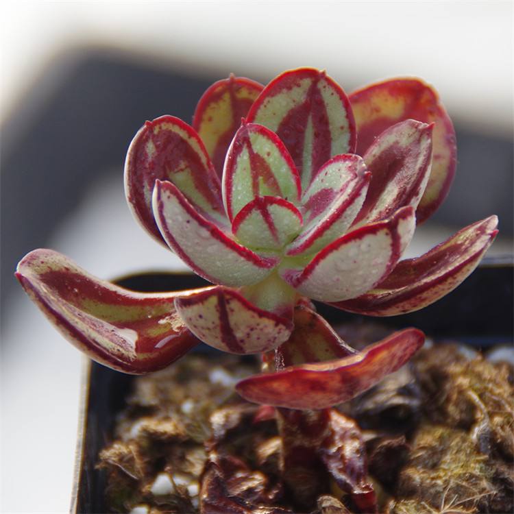 1000种多肉植物图鉴大全大图,景天科1000种多肉植物图鉴