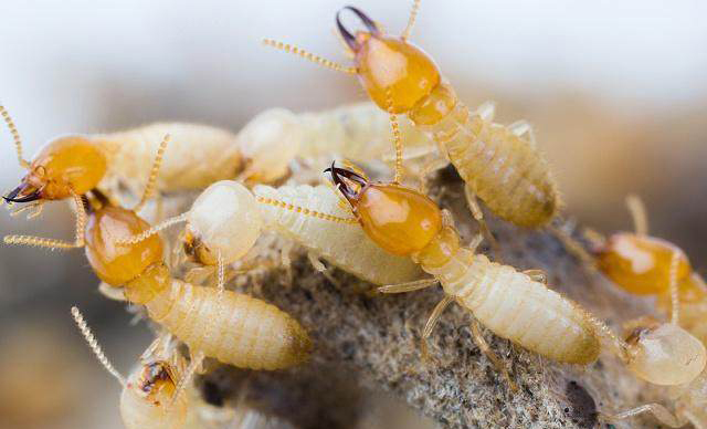 怎么消灭白蚁彻底根除,能喷灭白蚁又不伤害树苗的方法