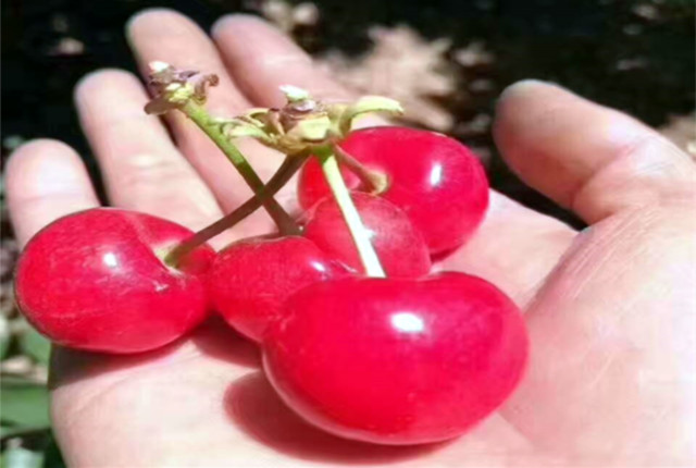 樱桃园开始采摘,樱桃采摘季漫山遍野红樱桃