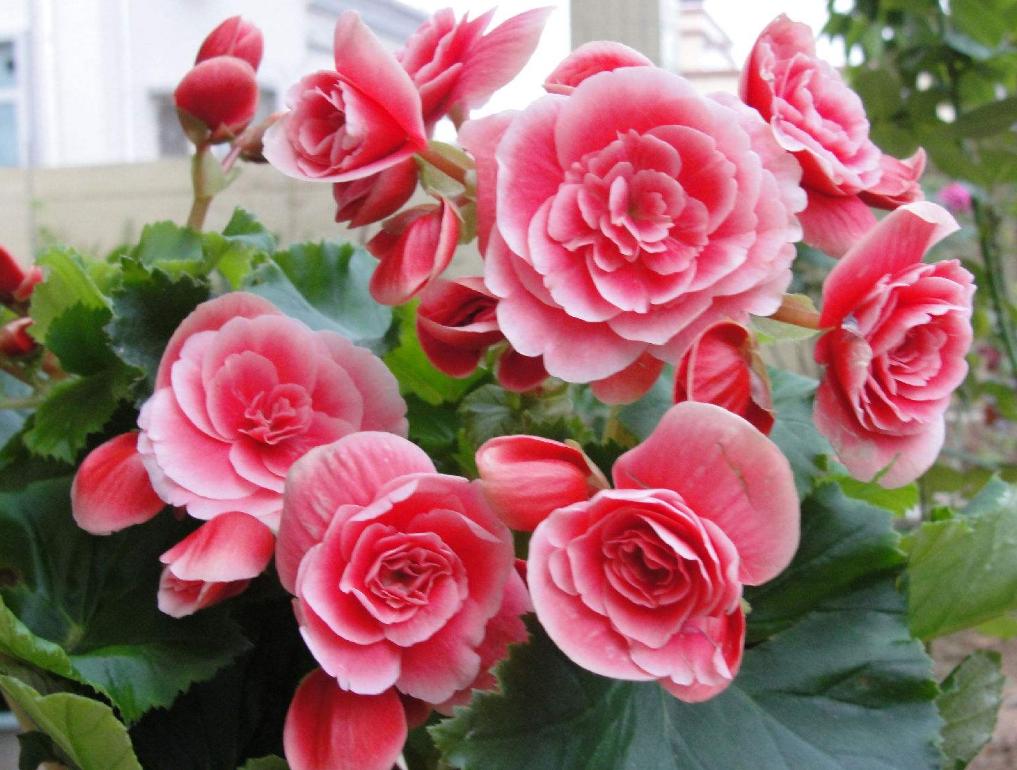 家居养花首选丽格海棠，花期长，花色艳，还有“小玫瑰”的美称