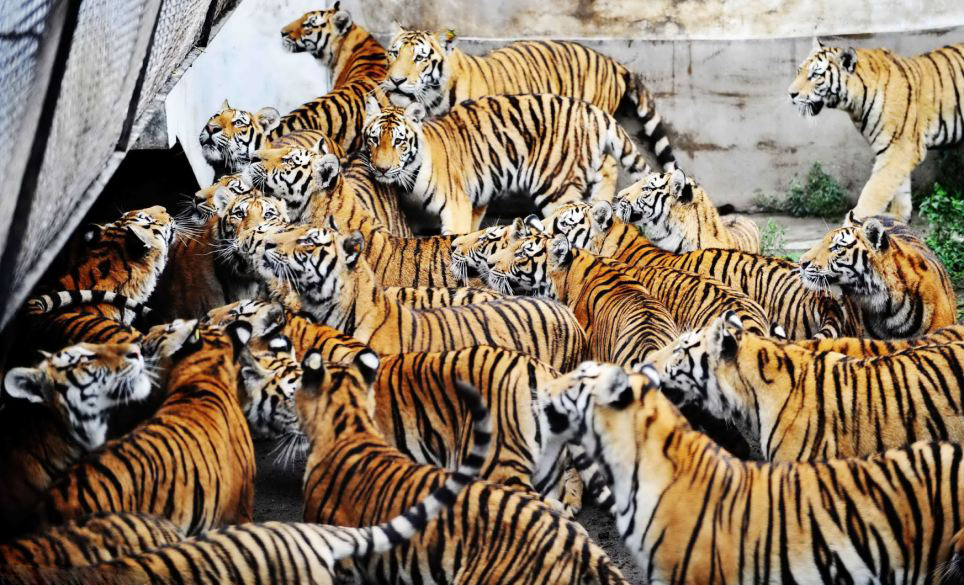 虎林园有1300只圈养虎，为什么还不野放？放了可能就是食人虎